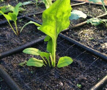 Growing a ‘Pizza Garden’ Image